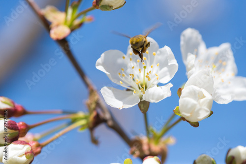bee in blossoming