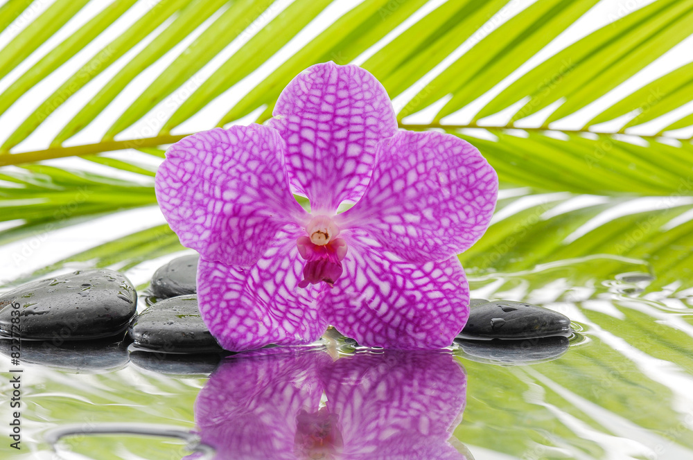 Naklejka spa concept with orchid and wet black stones with palm leaf