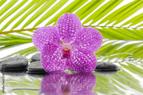 spa concept with orchid and wet black stones with palm leaf