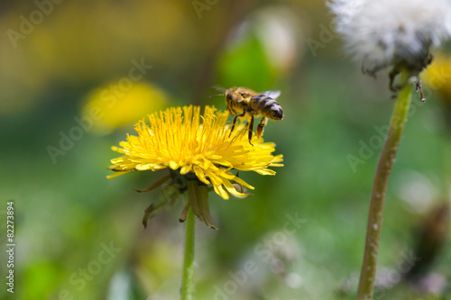 bee in flower © Dusan Kostic