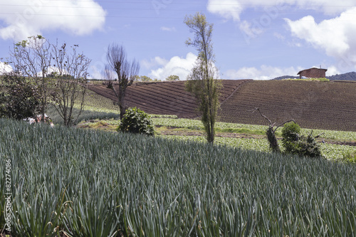 cultivo cebolla photo