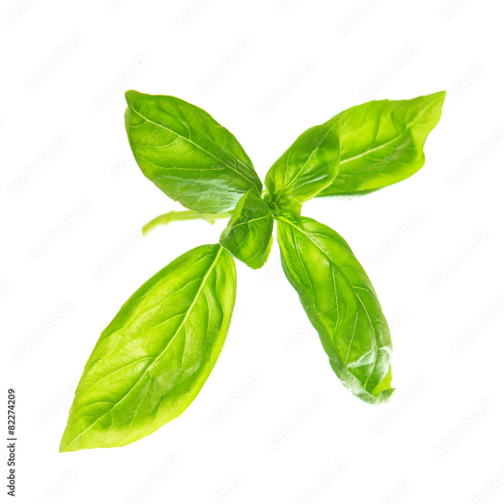 Obraz premium Fresh sweet basil leaves