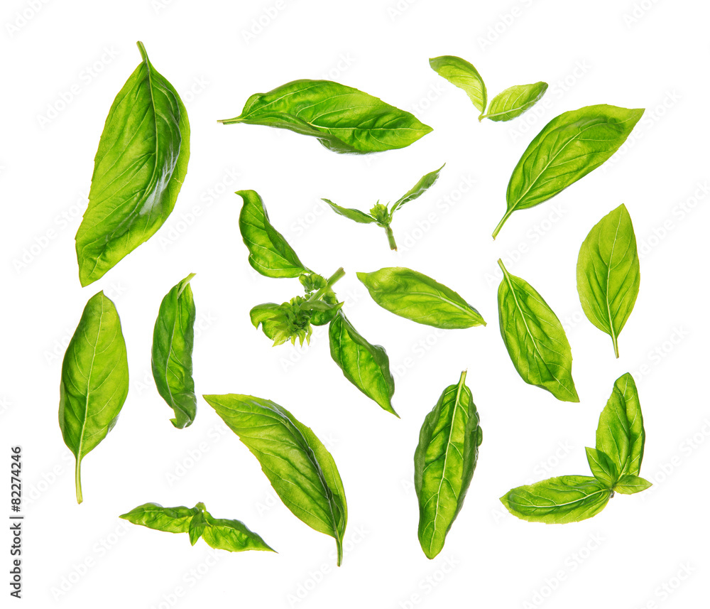 Scattered fresh sweet basil leaves Scattered fresh sweet basil leaves