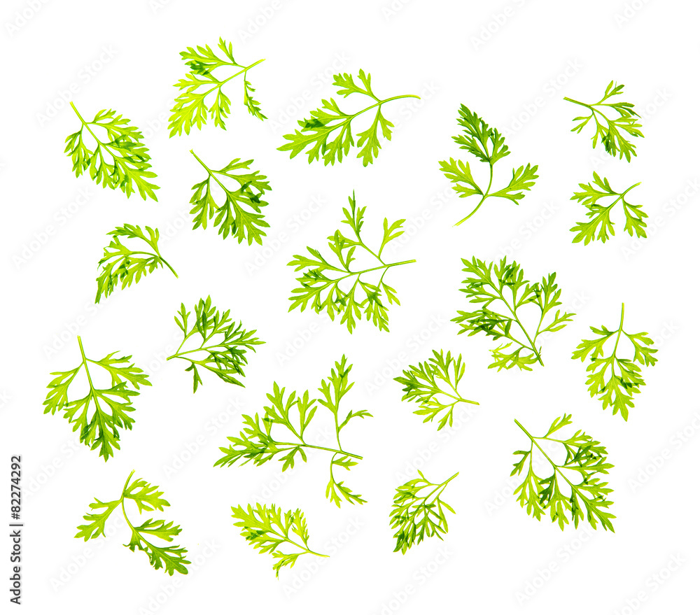 Dill leaves isolated Dill leaves isolated