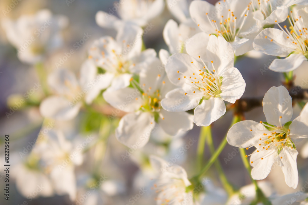 Pear blossoms in the spring