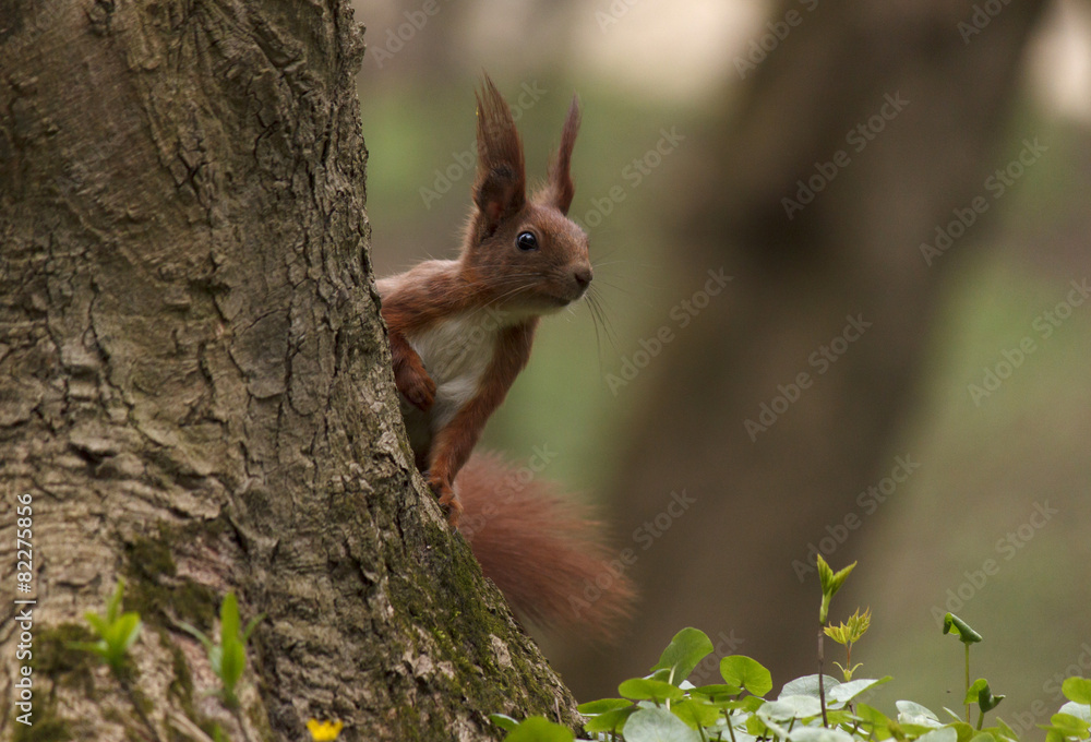 squirrel on tree in park squirrel on tree in park