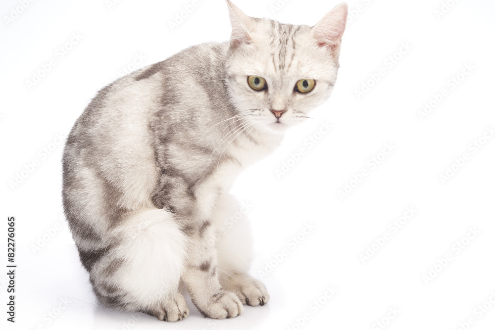 Obraz premium American Short Hair