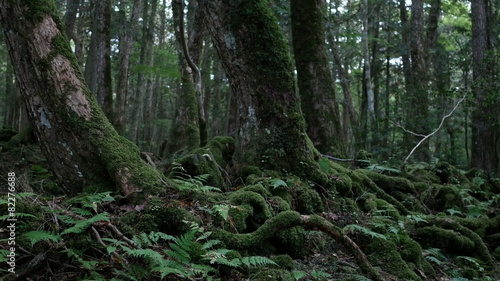 Wallpaper Mural Forest growing over volcanic rocks in Mt.Fuji. Torontodigital.ca