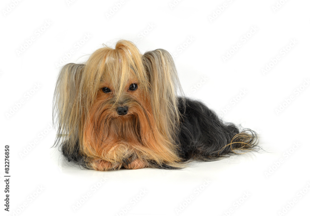 yorkshire terrier isolated on white yorkshire terrier isolated on white