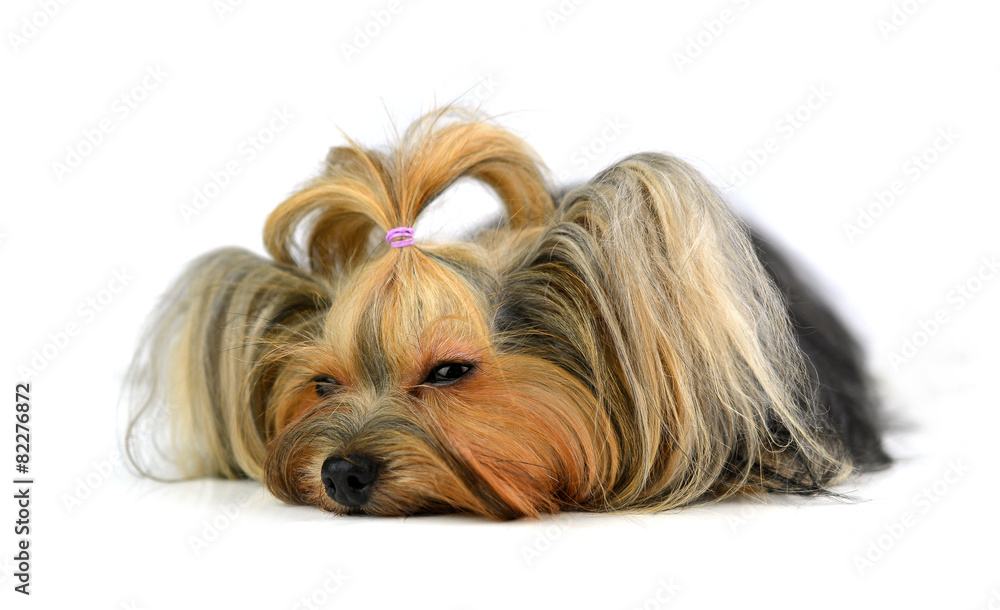 yorkshire terrier isolated on white yorkshire terrier isolated on white