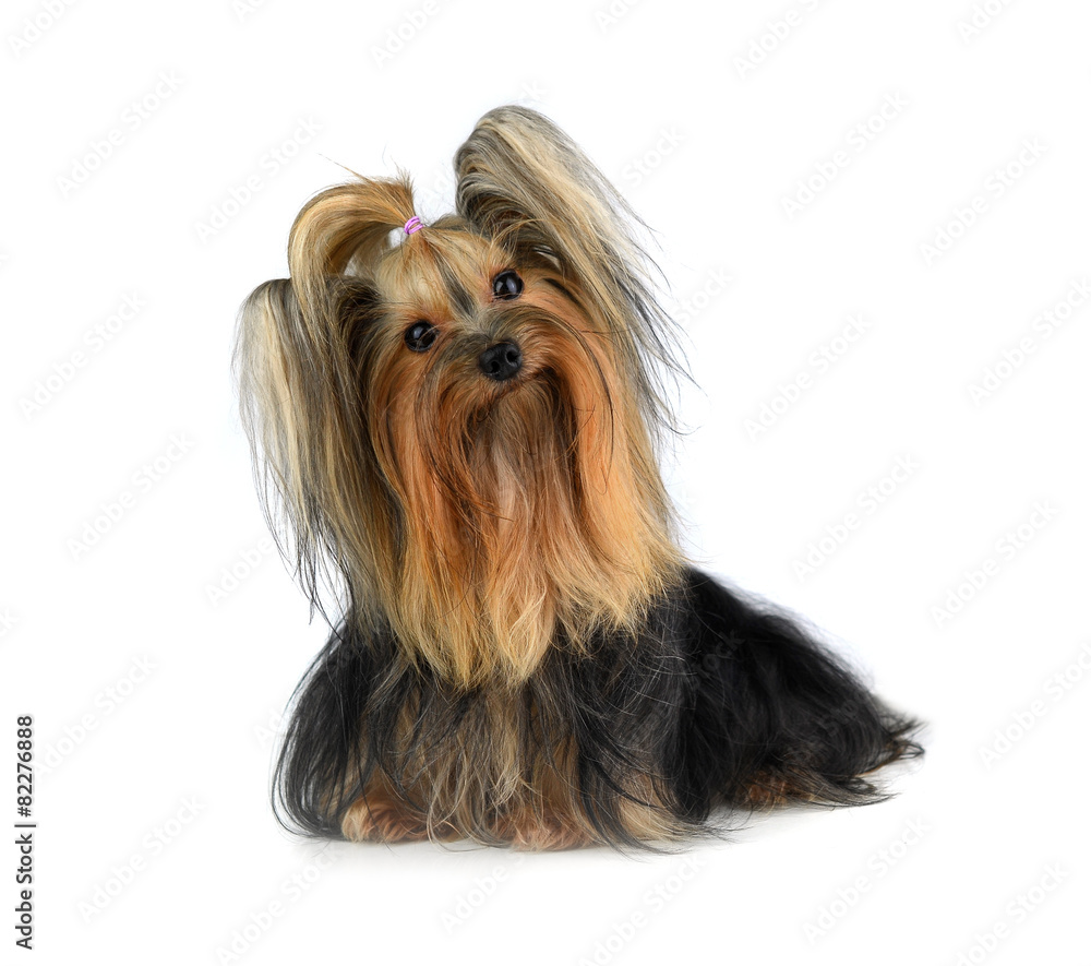 yorkshire terrier isolated on white yorkshire terrier isolated on white