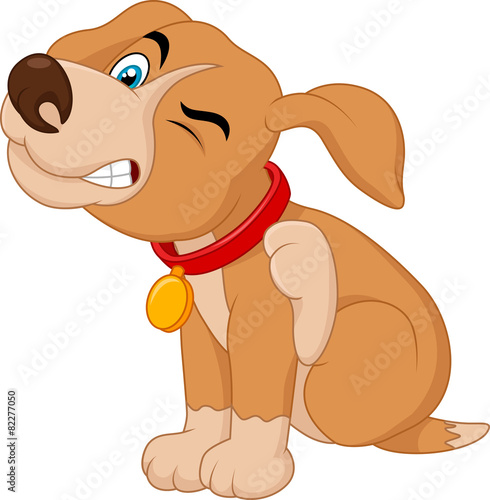 A young Pit Bull puppy scratching an itch