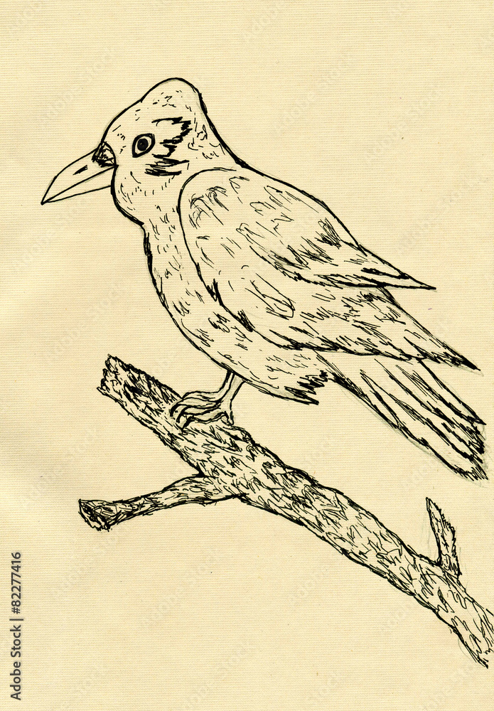 Fototapeta premium Crow Sketch