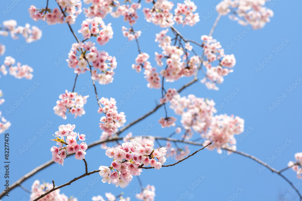 Pink cherry blossoms