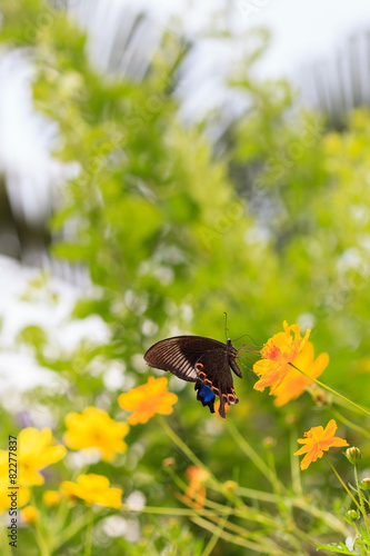 The Chinese Peacock butterfly feeding on yellow flower photo