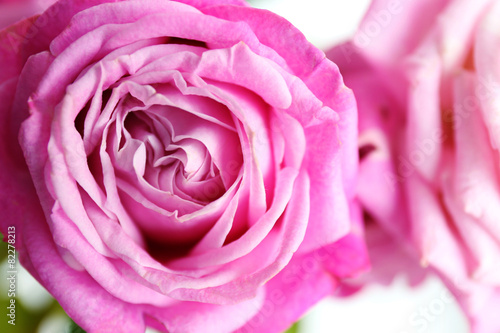 Beautiful pink rose  closeup