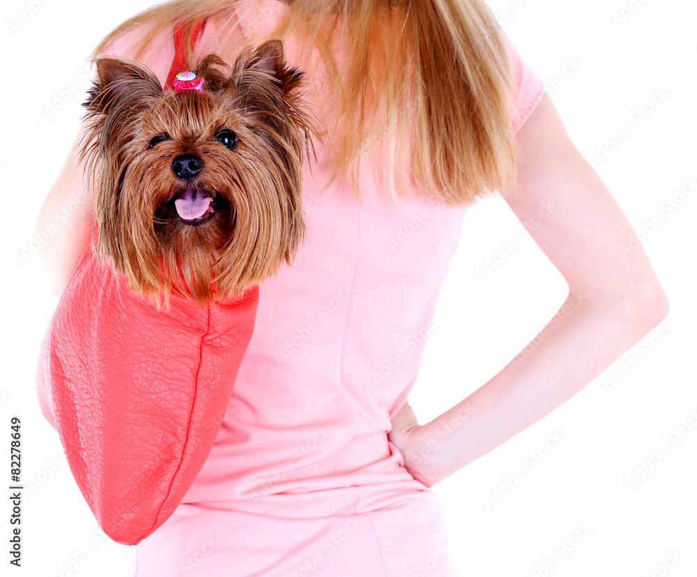 Woman holding cute Yorkshire terrier in bag isolated on white Woman holding cute Yorkshire terrier in bag isolated on white
