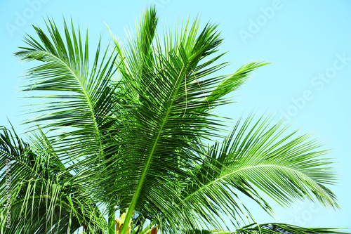 Palm leaves and blue sky  in resort