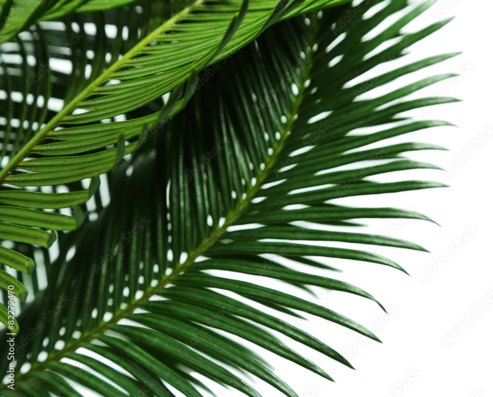 Obraz premium Green palm branches on light background
