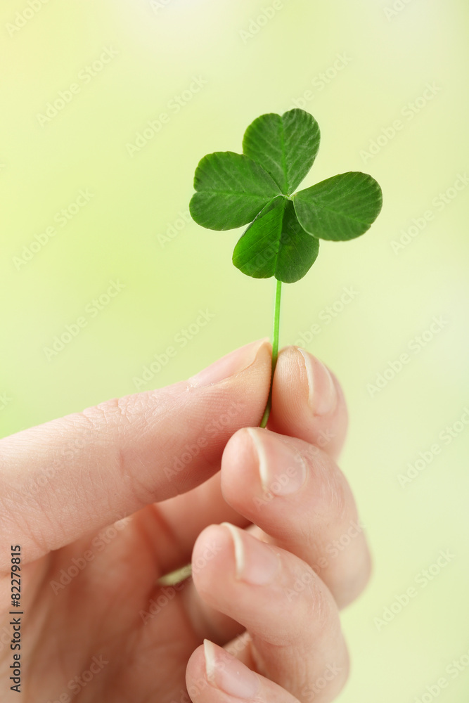 Female hand holding green clover leaf on nature background Female hand holding green clover leaf on nature background