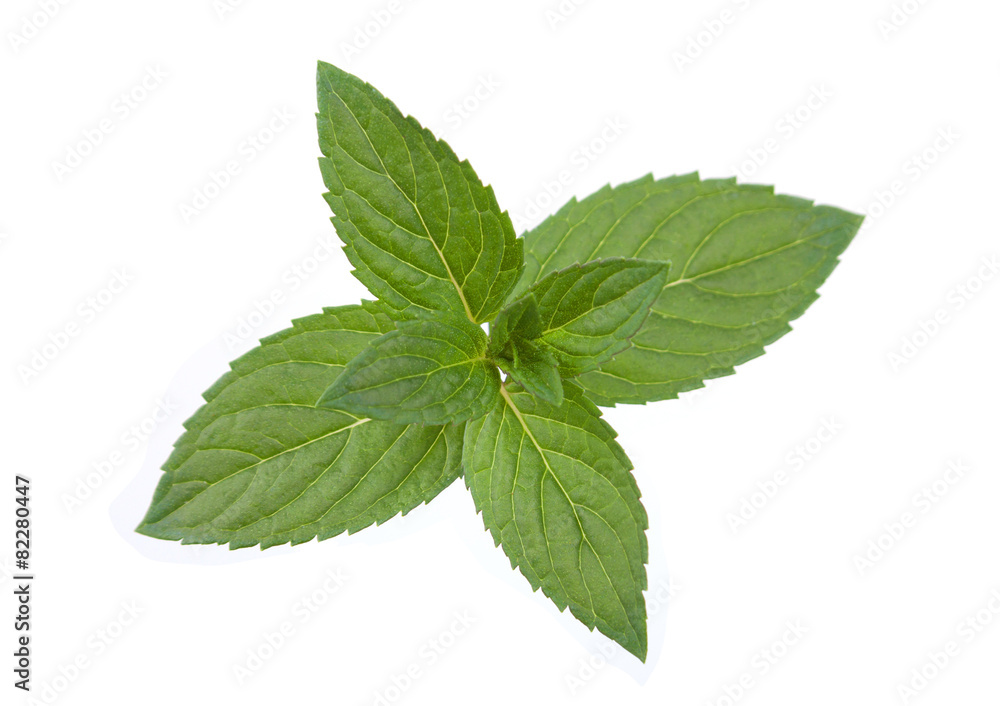 Peppermint leaf colseup on white Peppermint leaf colseup on white