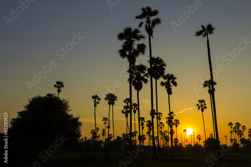 Silhouette sugar palm tree in sunset