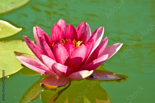 lotus flower on the water closeup