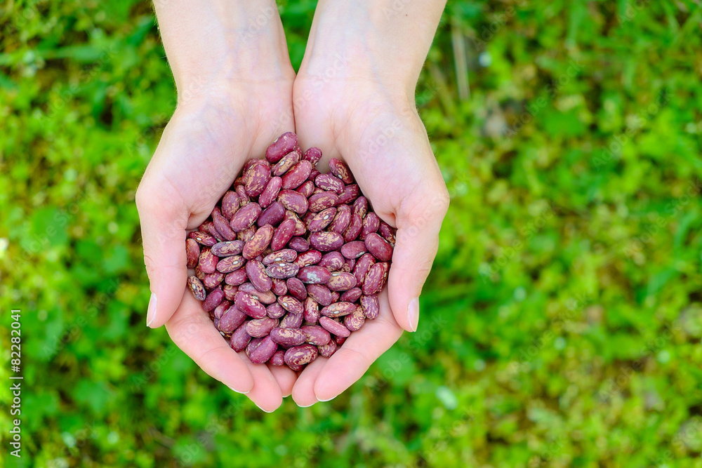 Hands with heap of beans isolated on green grass background Hands with heap of beans isolated on green grass background