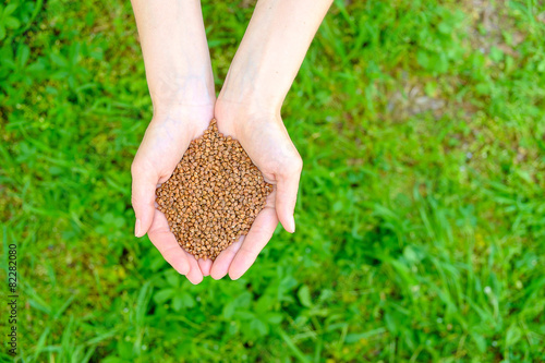 Woman hands with heap of buckwheat on green grass background