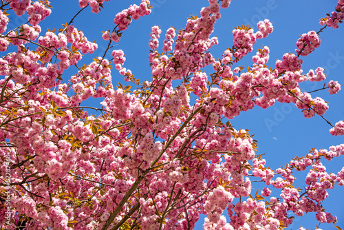 japanische Kirschenblüte