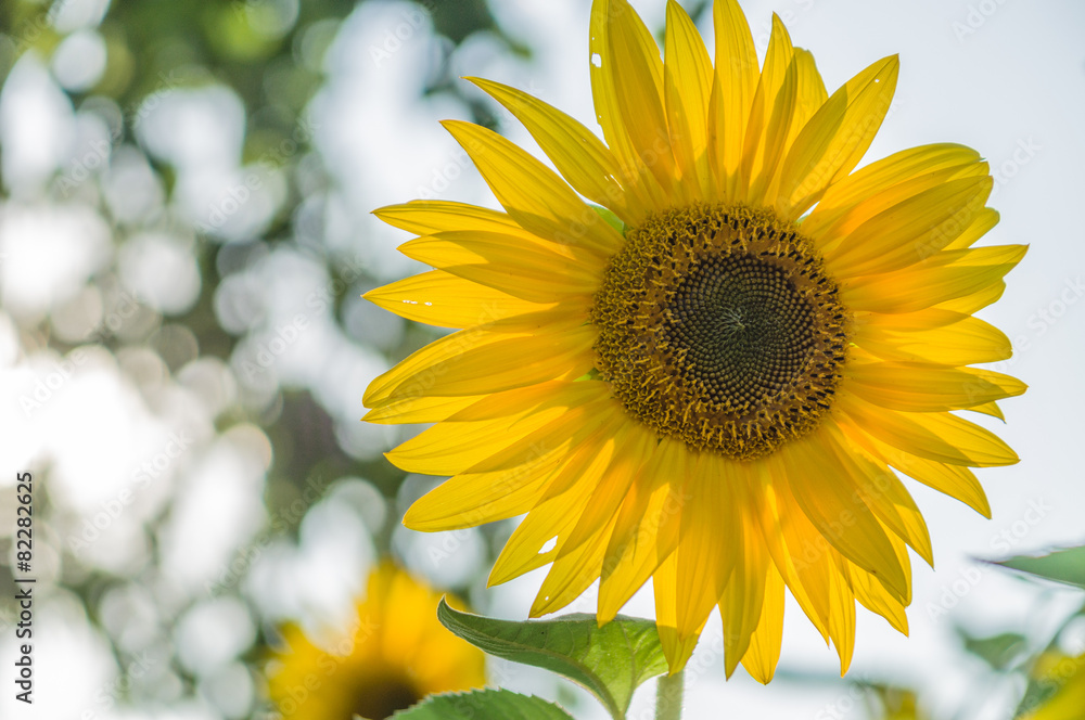 Obraz premium Bright sunflower