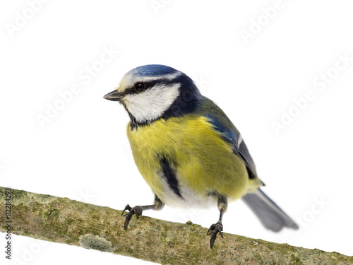 Perched blue tit looking to the left on white © JGade
