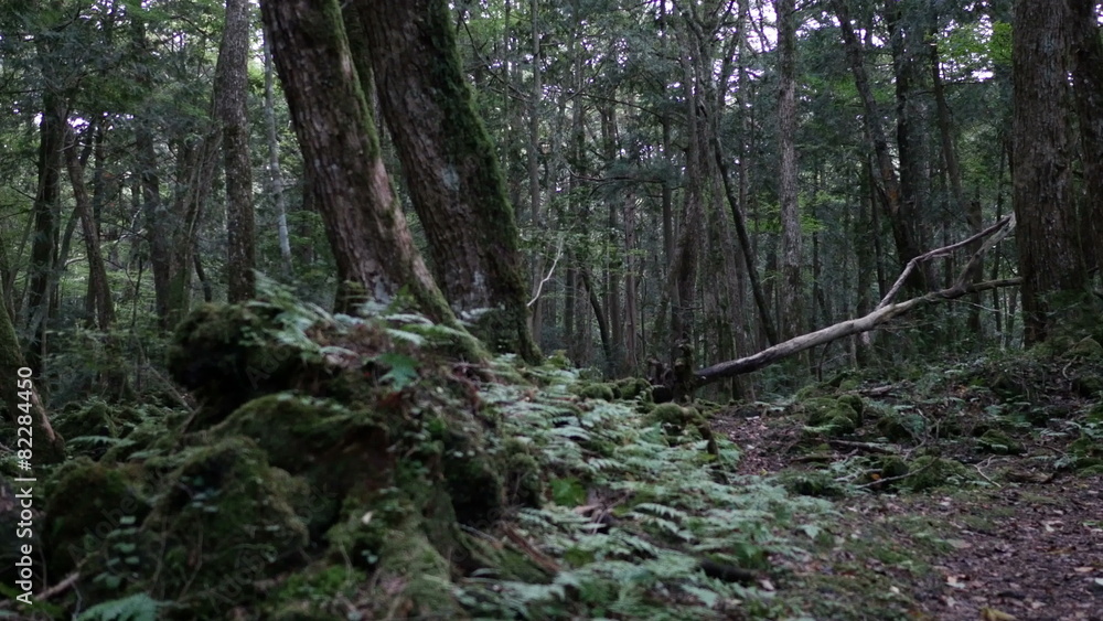 Forest growing over volcanic rocks in Mt.Fuji. Forest growing over volcanic rocks in Mt.Fuji.