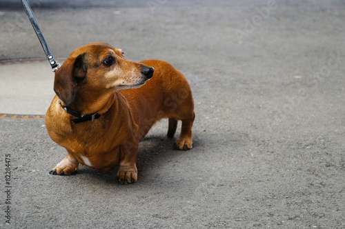 Cute dachshund dog look up at St. Moritz