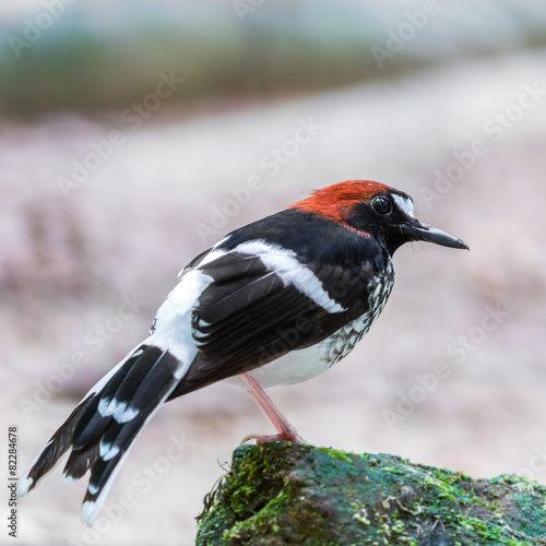 male Chestnut-naped Forktail photo