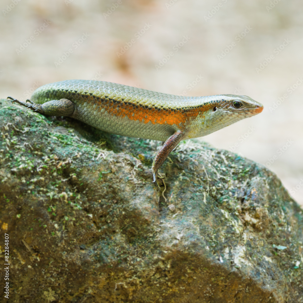 Fototapeta premium Skink