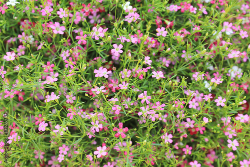 Gypsophila pink flowers