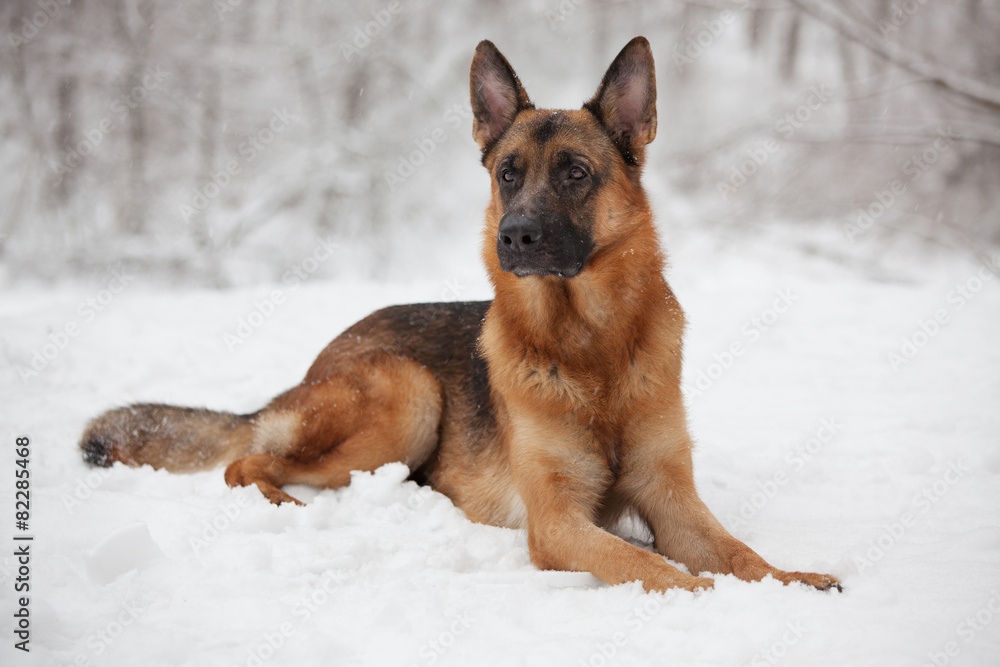 Beautiful shepherd lying on the snow Beautiful shepherd lying on the snow