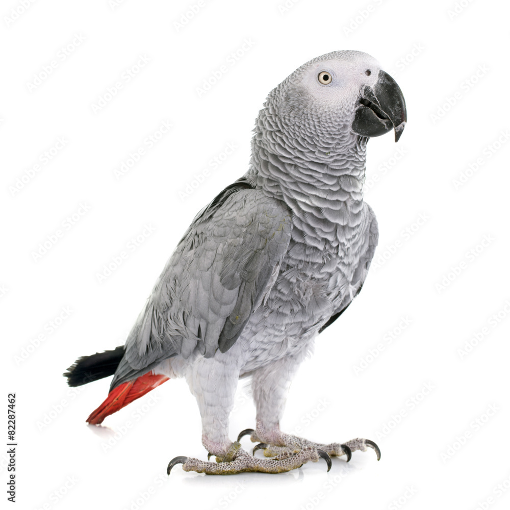 Obraz premium African grey parrot