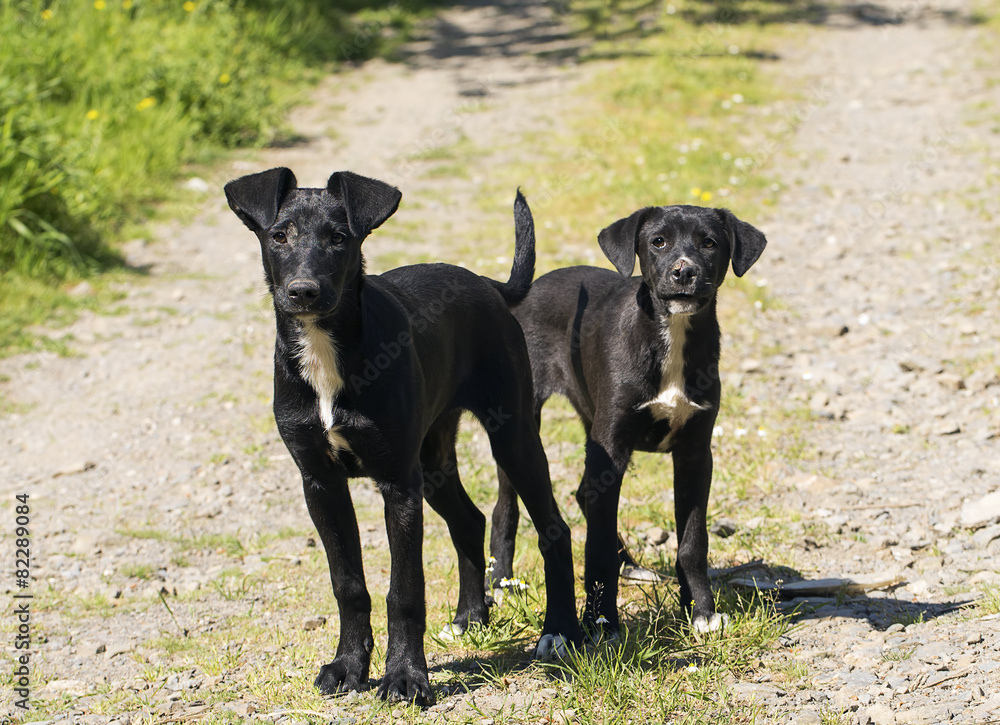Köpekler Köpekler
