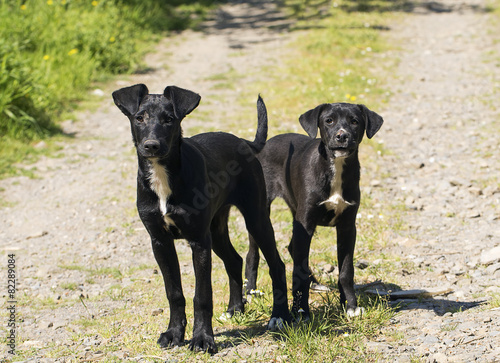 Köpekler