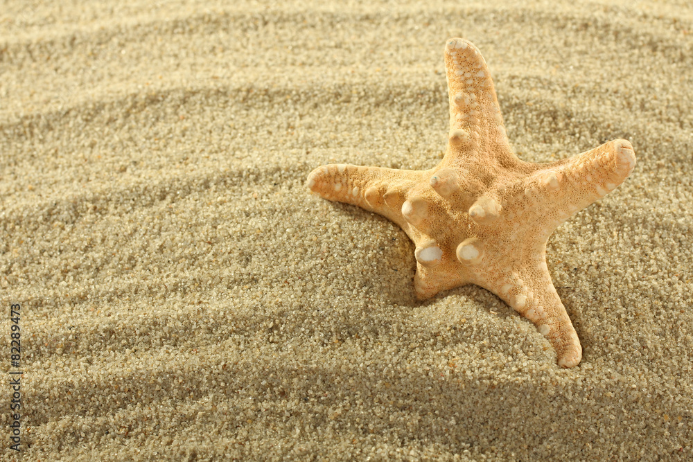 sea shells with sand as background sea shells with sand as background