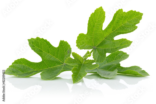 Fig Leaf photo