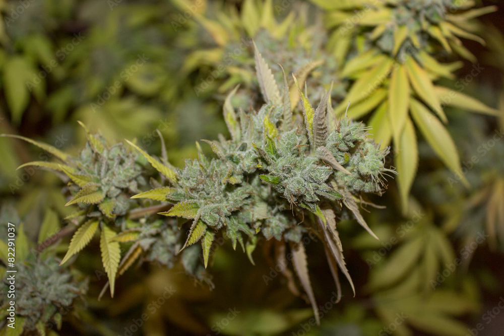 Medical Marijuana Plant - Cannabis closeup Medical Marijuana Plant - Cannabis closeup