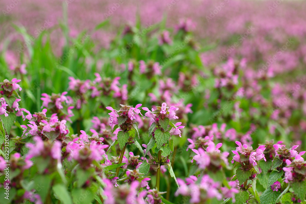 Spring wildflowers Spring wildflowers