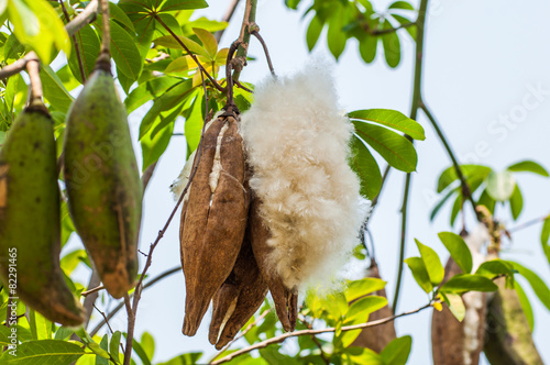 kapok on tree.