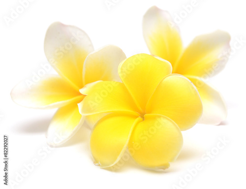 frangipani