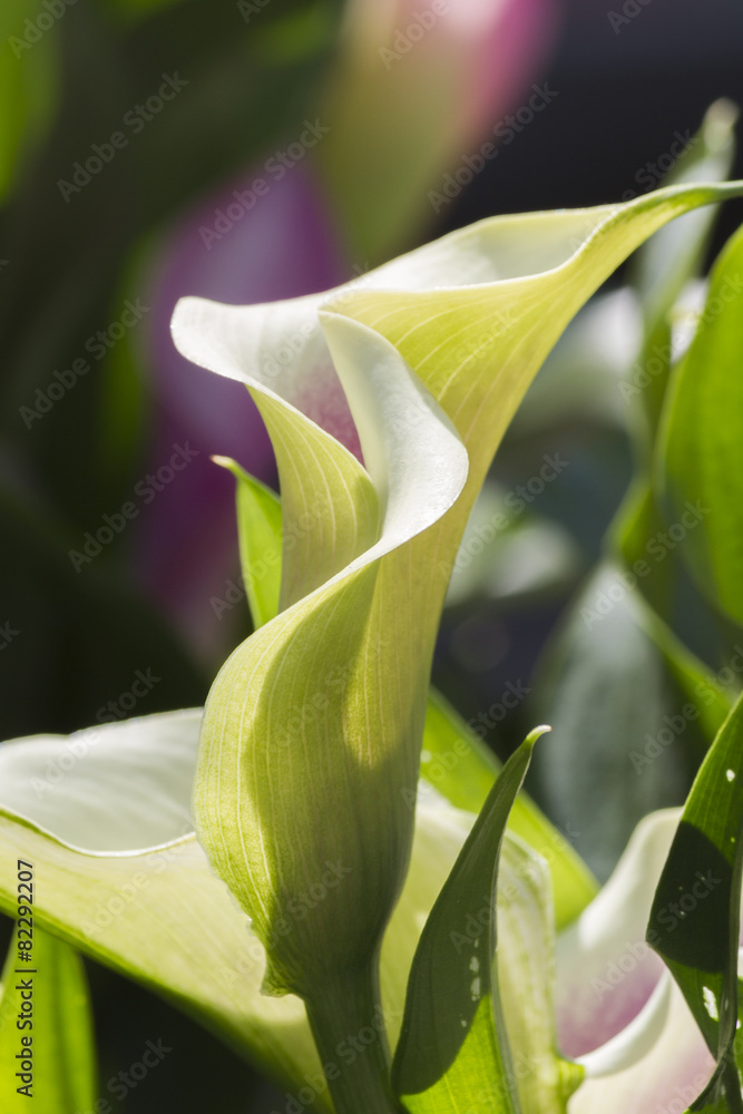 Obraz premium calla lily in the garden