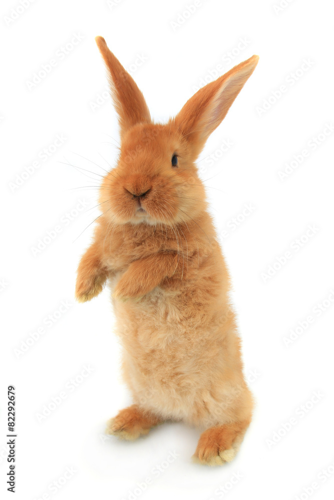 Fototapeta premium stojący królik