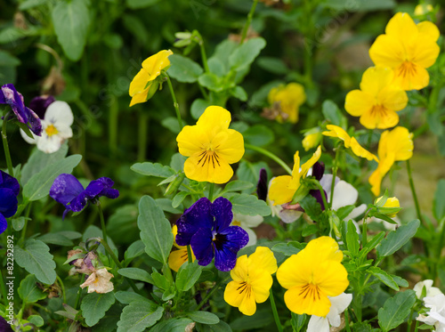 pensies flowers  viola tricolor pansy